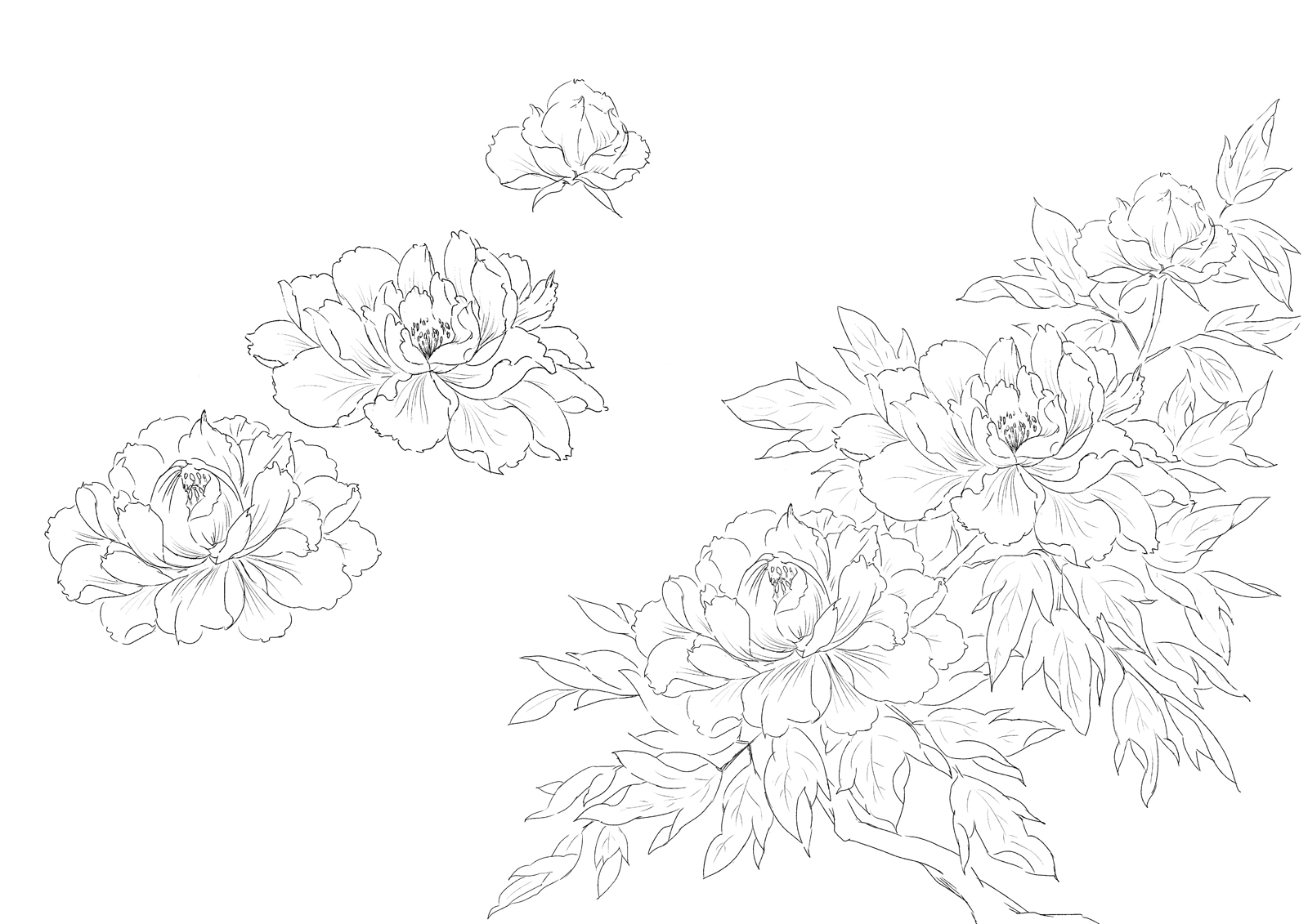 the image is a line drawing of five peonies. the peonies are in various stages of bloom, with some fully open and others still in bud. the flowers are drawn in a delicate, realistic style, with thin lines and subtle shading. the overall effect is one of elegance and beauty.