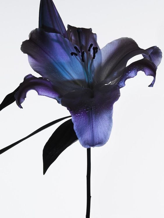 closeup shot of a single purple and blue lily flower against a white background. the flower is in full bloom, and its petals are slightly curled.  water droplets are visible on the petals. the stem and leaves are also visible. the image has a moody, artistic feel due to the lighting and color palette.