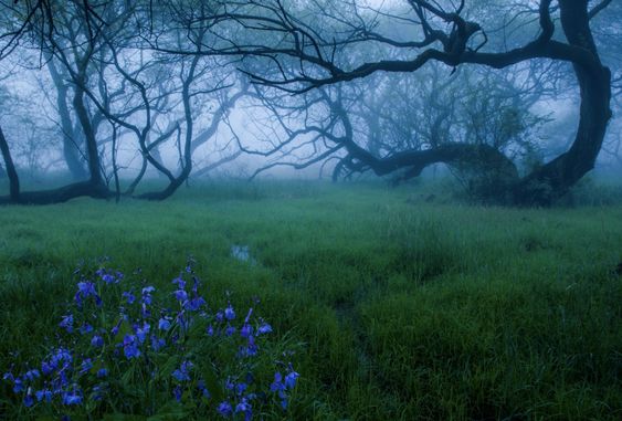 a dark and foggy forest with twisted trees and vibrant blue flowers in the foreground. the scene is mysterious and enchanting, with a sense of peace and tranquility. the fog adds a sense of depth and mystery to the forest.