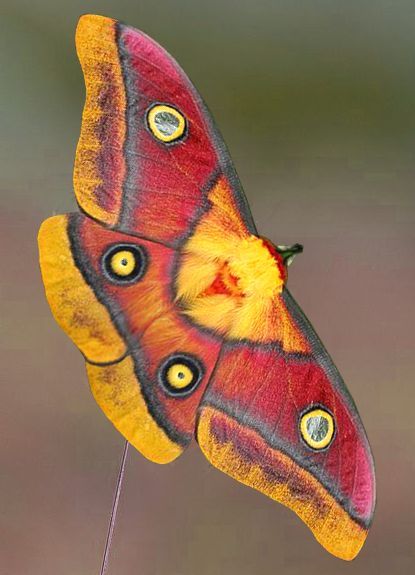 a closeup shot of a brightly colored moth resting on a twig. the moth has large wings with a pattern of red, yellow, orange, and brown. it has several prominent eyespots on its wings, which appear to be a defense mechanism to ward off predators. the moth is sharply focused, with a blurred background.