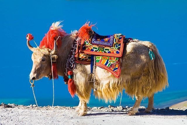 a white yak with red fur and a colorful saddle, stands in front of a mountain range under a blue sky. the yak is wearing traditional decorations, and it has a rope attached to its nose. the landscape is rocky and barren, and the sky is bright and clear.