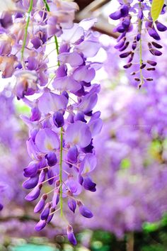 a closeup photo of purple wisteria flowers in bloom, cascading downwards. the background is a blur of more wisteria blossoms, creating a dreamy and romantic atmosphere.