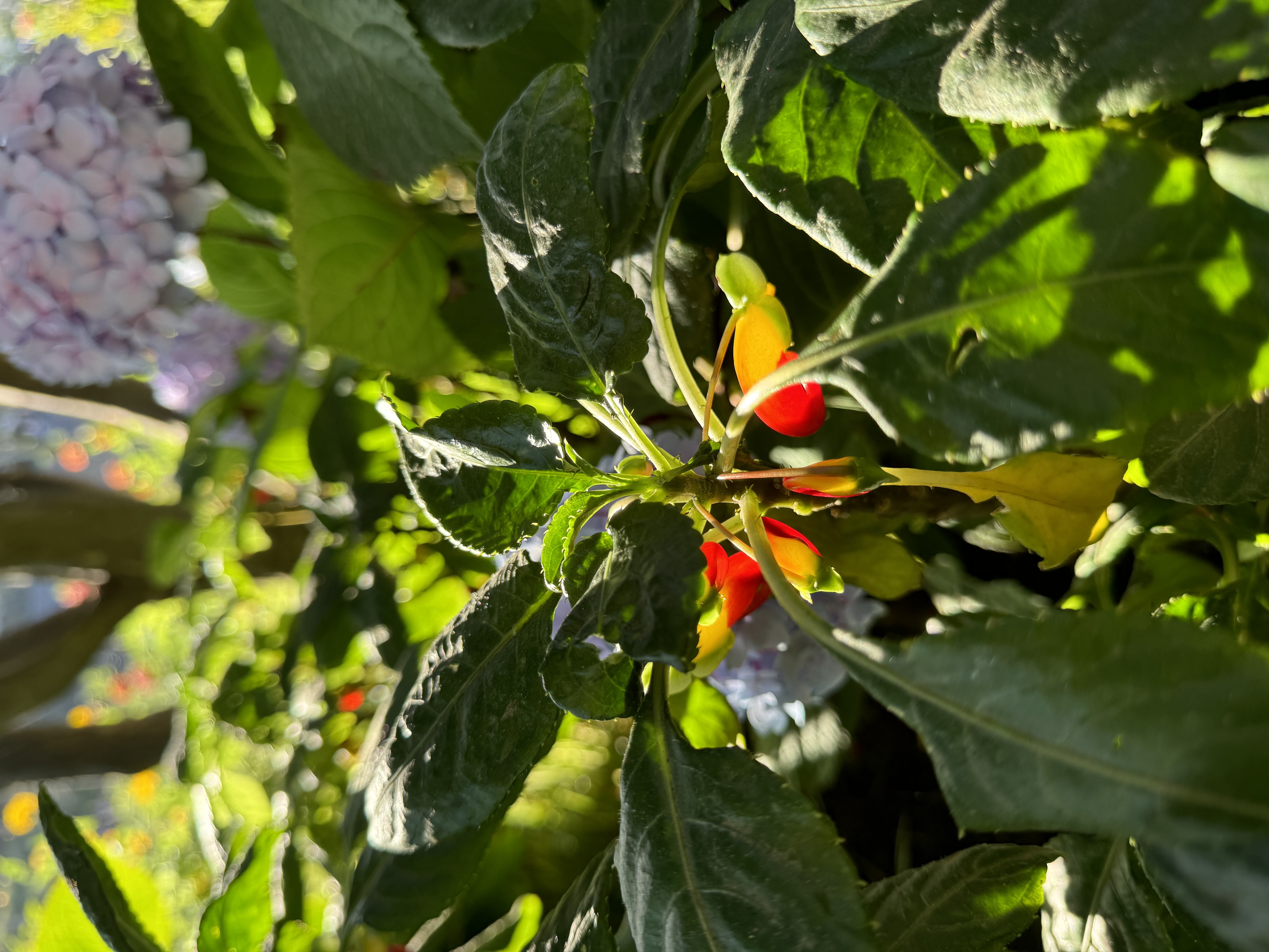a closeup shot of a flowering plant with red and yellow blossoms and rich green leaves, bathed in dappled sunlight.