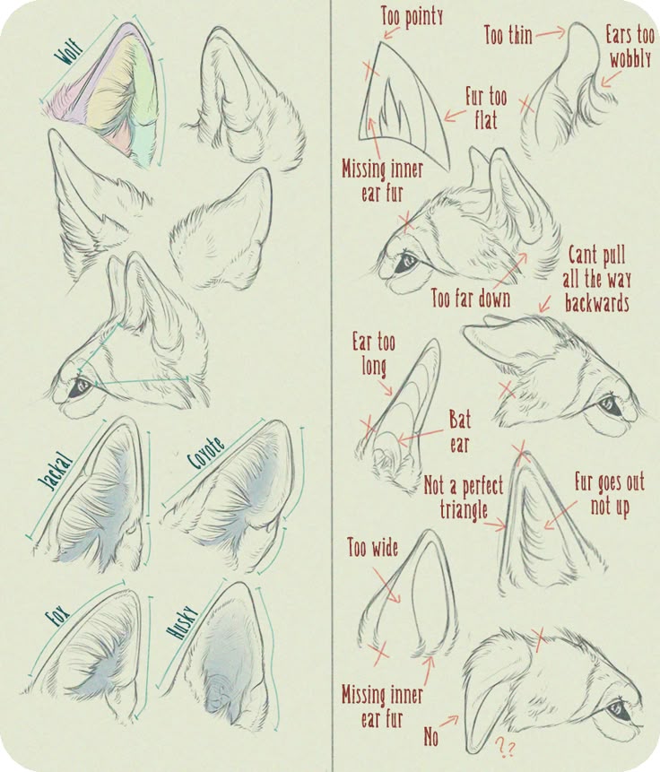 the image is a tutorial or guide on how to draw animal ears, specifically focusing on canines like wolves, jackals, coyotes, foxes, and huskies. it also shows examples of common mistakes and how to correct them. the image includes drawings of different ear shapes, styles, and techniques. annotations provide advice, pointing out flaws like ears being "too pointy," "too thin," "ears too wobbly," "fur too flat," and "missing inner ear fur." it features comparisons of correct and incorrect ear placements and shapes. it's a reference for artists learning to draw realistic or stylized animal ears.