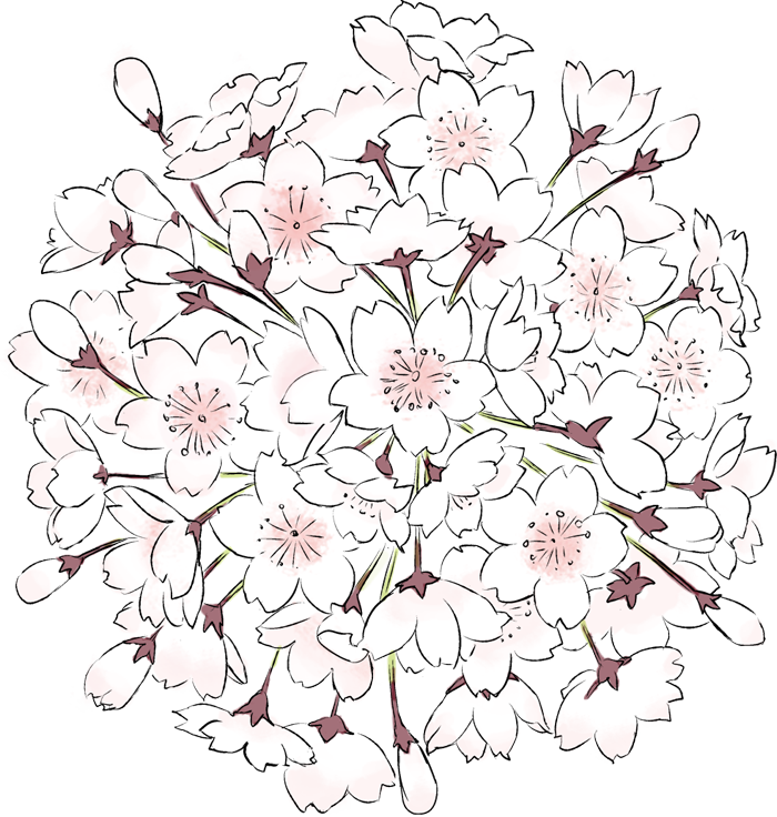 this is an illustration of cherry blossoms. it shows a cluster of pink and white cherry blossoms on a black background.