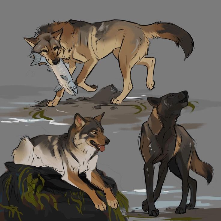 the image is a digital painting or drawing featuring three stylized wolves in a coastal setting. one wolf is carrying a salmon in its mouth, standing on a rocky shore with seaweed. another wolf is lounging on a rock covered in seaweed, and a third wolf is standing alertly, seeming to be looking at something off screen. the art style is loose and expressive, prioritizing capturing the overall mood and movement rather than photorealistic detail. the color palette is muted, using shades of gray, brown, and black to depict the wolves and their environment.