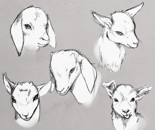 a series of five pencil sketches depicting the heads of various goats. each goat is drawn from a slightly different angle, showcasing their unique features and personalities. the sketches are rendered in a realistic style, with attention to detail in the goats' fur, eyes, and horns. the artist has used a range of pencil strokes to create depth and volume in the drawings.