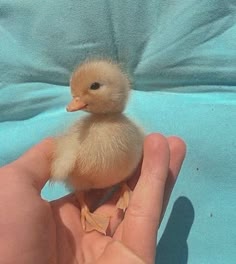 a small yellow duckling is being held in someone's hand. it's fluffy and cute with a small beak. the duckling is looking to the left of the image. the background is a light blue blanket.