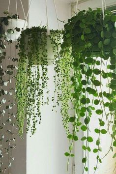 three hanging planters containing string of pearls plants are displayed in front of a window, allowing natural light to illuminate their cascading foliage.