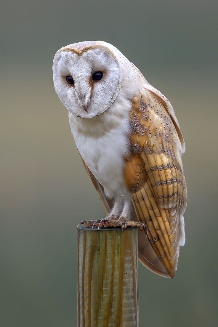 a barn owl is perched on a wooden post, its white feathers are ruffled in the breeze. the owl is looking down with its piercing yellow eyes, and its sharp talons are gripping the post. the background is blurred, giving the image a soft focus. the owl's wings are folded neatly behind it, and its head is tilted slightly to the side. the owl's feathers are a mix of white and brown, giving it a beautiful, mottled appearance. the overall image is serene and peaceful, capturing the beauty of this majestic creature.
