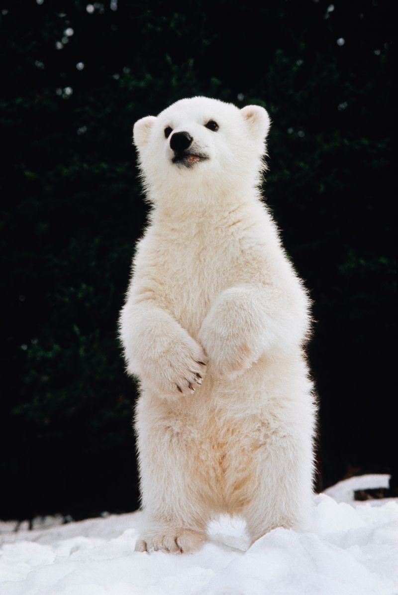 a closeup image of an adorable polar bear cub standing on its hind legs in the snow.  the cub's fur is thick and fluffy, and its expression is curious. the background is dark, emphasizing the bear cub's whiteness and creating a striking contrast. the overall feel of the image is sweet and heartwarming, showcasing the beauty of arctic wildlife.