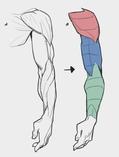the image shows a sidebyside comparison of an arm.  on the left is a detailed sketch of the arm's musculature.  on the right is a simplified, colorcoded version highlighting the major muscle groups. an arrow points from the sketch to the simplified version, implying a process of simplification for understanding anatomy.