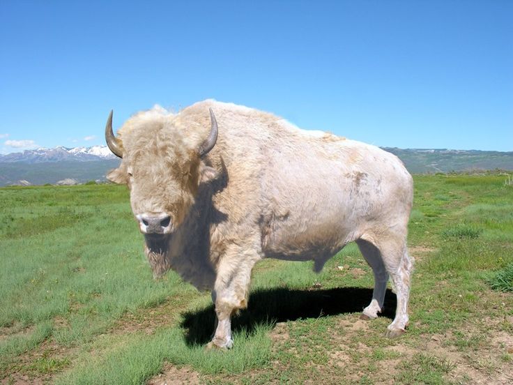 a white buffalo stands in a grassy field, looking toward the camera. it is a large mammal with a thick coat of white fur and dark horns. the buffalo is in a field with mountains in the background. the sky is blue and has some clouds.