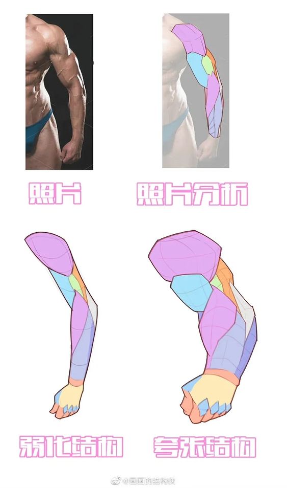 the image shows the arm muscles of a man. the left side of the image shows a photo of a man's arm, and the right side of the image shows a diagram of the arm muscles. the diagram is colorcoded to show the different muscle groups. the image also includes text in chinese that labels the different parts of the arm.
