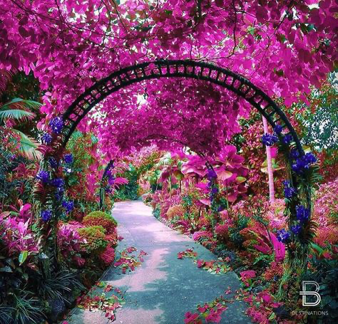 the image showcases a breathtakingly beautiful garden path arched over by vibrant pink bougainvillea.  the path winds through a lush, tropical landscape overflowing with a variety of colorful flowers and plants in shades of pink, purple, and green. the overall scene is incredibly vibrant and saturated, creating a feeling of paradise or a fantastical, almost surreal, garden setting.  the archway acts as a focal point, leading the viewer's eye down the path into the depths of the blooming garden. the path itself is a lightcolored concrete or stone, contrasting beautifully with the intense colors of the surrounding flora.  the overall impression is one of beauty, serenity, and romantic escapism.