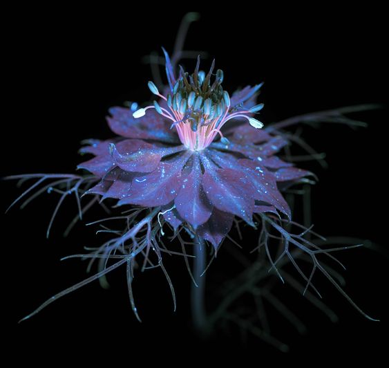 the image is a striking closeup photograph of a nigella damascena flower, commonly known as loveinamist.  the photograph appears to be taken using ultraviolet (uv) light, resulting in a surreal, almost otherworldly glow. the flower's petals exhibit a deep purple hue with hints of blue and pink fluorescence.  the intricate details of the stamens and delicate petals are highly visible.  the thin, dark stems and foliage contrast sharply against the brightly lit flower, creating a dramatic effect. the dark background isolates the flower and emphasizes its ethereal beauty. the overall image conveys a sense of delicate beauty and the hidden wonders revealed through specialized photographic techniques.
