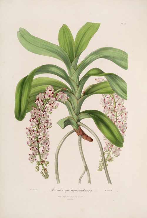 an illustration of an aerides quinquavulnera orchid plant. it features long green leaves arranged in a fan shape, with clusters of white flowers with purple spots hanging down. the roots are exposed. it is a vintage botanical illustration.