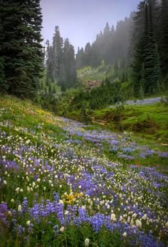 a beautiful view of a forest meadow in the pacific northwest.  the mountains and trees are visible in the distance, and the meadow is filled with a variety of wildflowers, mostly blue, purple, and white.  the scene is serene and peaceful, and the colors are vibrant and vivid.