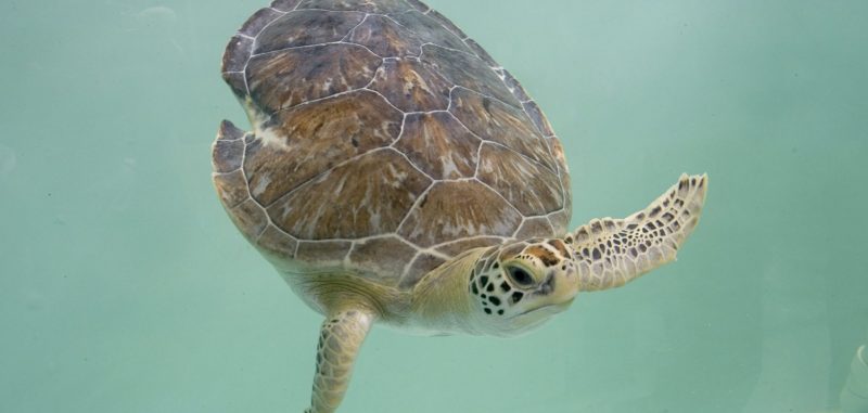 a sea turtle swims through clear, bluegreen water. its shell is a mosaic of brown and green, and its flippers propel it gracefully through its underwater domain.