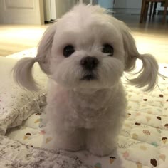 a small, white, fluffy puppy sits on a white and pink blanket. it's a maltese breed and has large, dark eyes and small, wet nose. its tongue is slightly sticking out and it has a happy, playful expression. the puppy is sitting on its hind legs with its front legs slightly bent. the background is out of focus and shows a lightcolored surface.