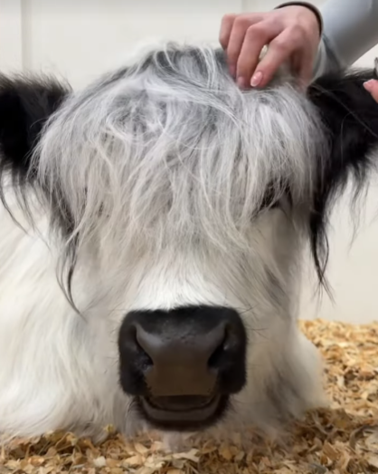the image features a closeup shot of a highland cow with its distinctive long, white hair. a human hand is gently petting the cow's head. the cow's black nose and mouth are visible, and its dark eyes gaze directly at the viewer. the animal is resting on a bed of straw, creating a warm and inviting atmosphere. the lighting is bright, illuminating the details of the cow's fur and highlighting its gentle expression. the overall impression is one of tranquility and connection between human and animal.