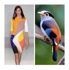 this image is a split image. on the left side is a fashion model. she is wearing a short, colorful dress with geometric shapes. the dress is abstract and very eyecatching. she is posing for the camera and has a serious expression on her face. on the right side of the image, there is a colorful tropical bird, with striking blue, red, and orange feathers. it is perched on a branch with green leaves and a blurry background.  the bird is looking to the left, while the model is looking to the right. the contrast of these two subjects and their color schemes create a striking and visually appealing image.