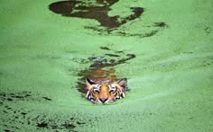a tiger's face peeks out of the water in this closeup portrait. the tiger's fur is visible as well as its eyes, teeth, and whiskers. the water is green and murky, suggesting that it is in a jungle or other natural setting. the tiger's stripes are also visible on its head and shoulders. the photo captures the tiger's power and beauty.