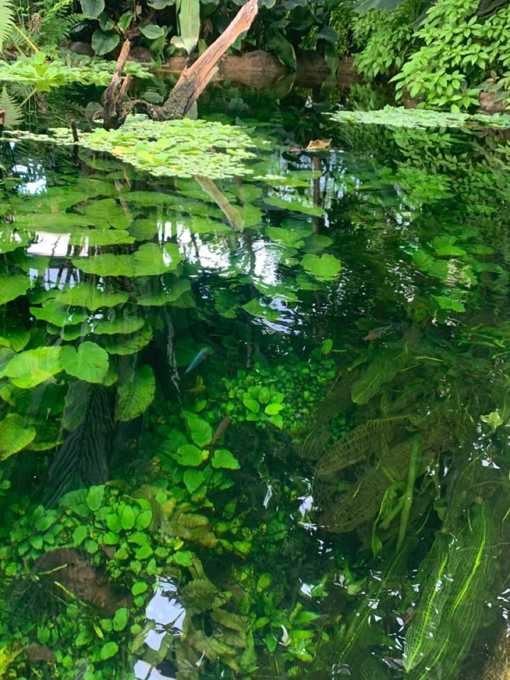 the image shows a lush pond filled with various aquatic plants, including lily pads and other types of greenery. the water surface reflects the surrounding vegetation, creating a vibrant and dense scene. a piece of driftwood is partially visible near the surface, adding to the natural aesthetic of the pond. the underwater environment is visible, revealing submerged plants and aquatic life.