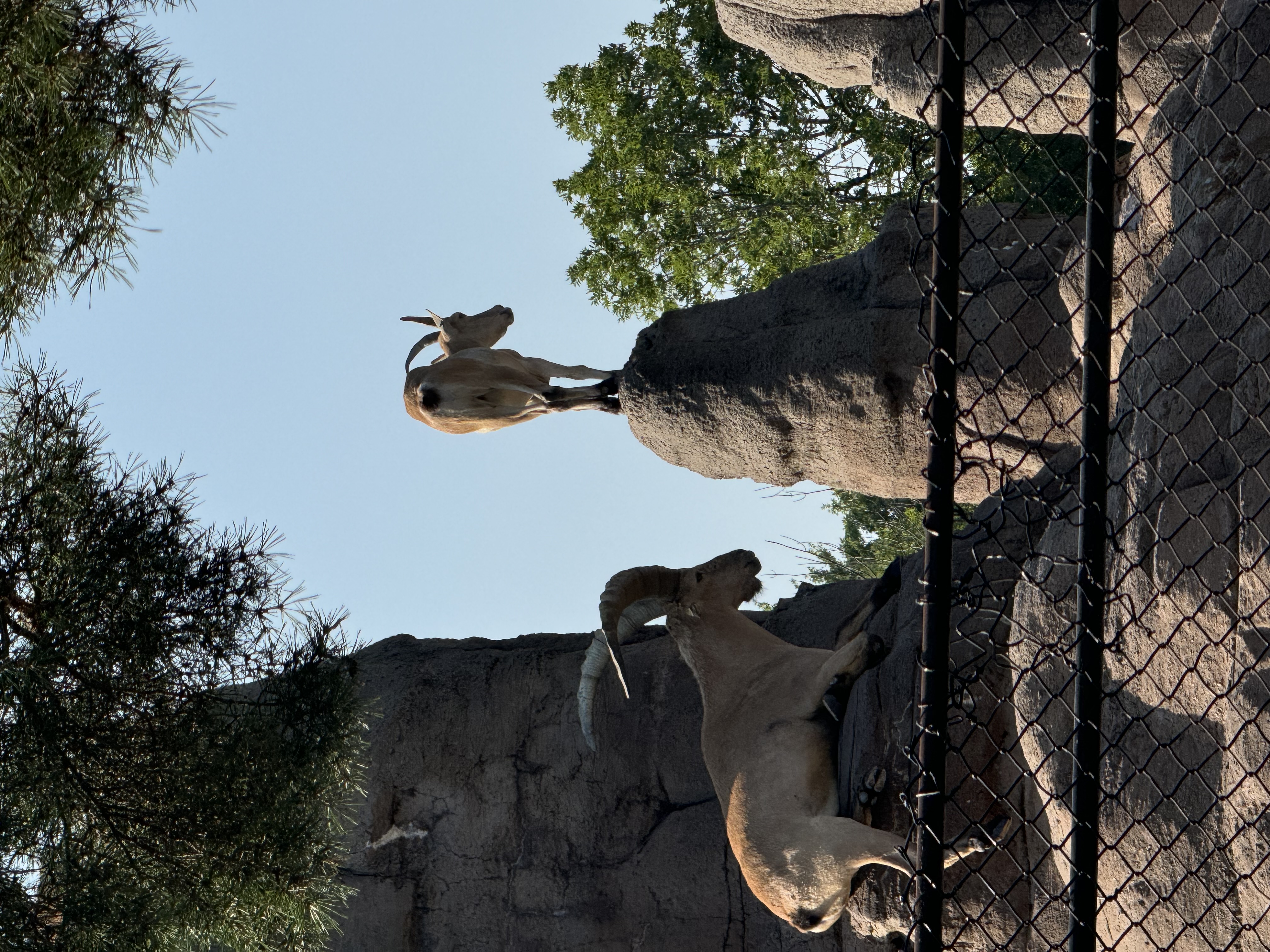 two ibex are in an enclosure. one ibex is standing on a tall rock, while the other is lying down on a rock. they are surrounded by smaller rocks and a chain link fence. the background suggests a zoo environment, with trees visible behind the enclosure.