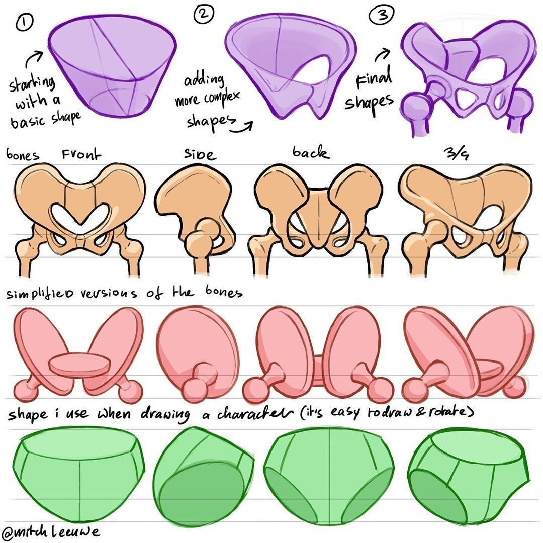 a drawing tutorial on how to draw the pelvis bone. it shows the process of starting with a basic shape, adding more complex shapes, and then simplifying the form for drawing characters.