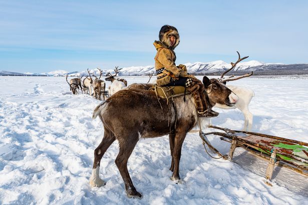 a young boy wearing a traditional fur hat and coat rides a reindeer with a sled behind them. the reindeer are pulling a sled full of items. the boy is looking towards the camera. the scene takes place on a snowy tundra landscape with mountains in the background.
