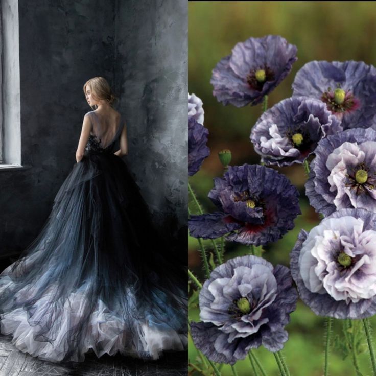 a woman in a beautiful black and blue ombre gown stands in a dark room. the dress is made of tulle and has a flowing skirt that ends in a delicate ruffle. the woman's hair is pulled back in a simple style, and she looks elegant and sophisticated. the image is contrasted with a closeup shot of a cluster of gray poppies in full bloom. the flowers have a soft, ethereal beauty that complements the woman's dress and the overall mood of the image. the juxtaposition of the dark and light, the delicate and the dramatic, creates a striking and evocative composition.