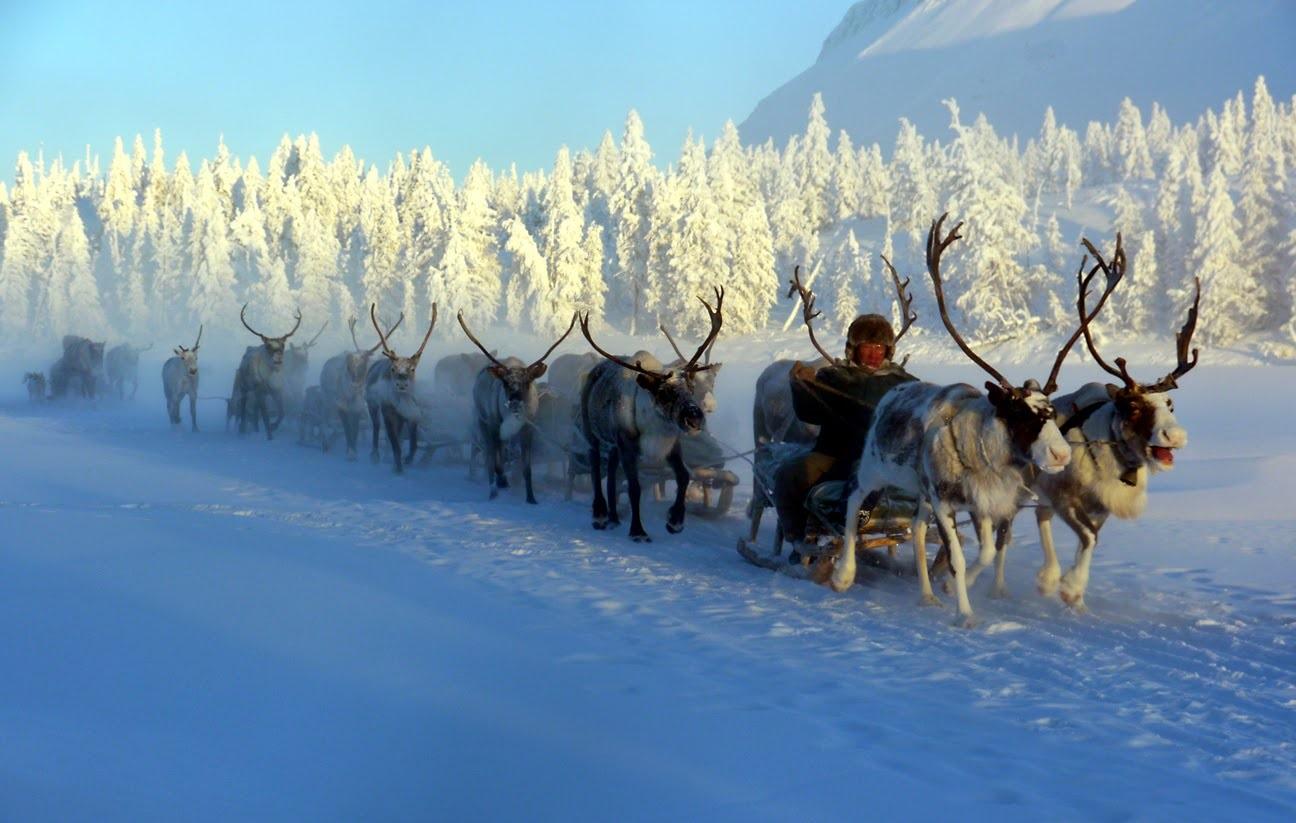 a group of reindeer pull a sled through a snowy forest. the reindeer are in a line, with the lead reindeer pulling the sled. a man sits on the sled, driving the reindeer. the forest is covered in snow, and the sky is blue. the image is taken during the winter.