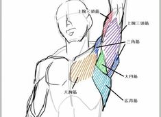 this image shows an anatomical drawing of a man's upper body with his arm raised.  the muscles are highlighted in different colors and labeled in a foreign language. the drawing style appears to be a tutorial or study for artists.