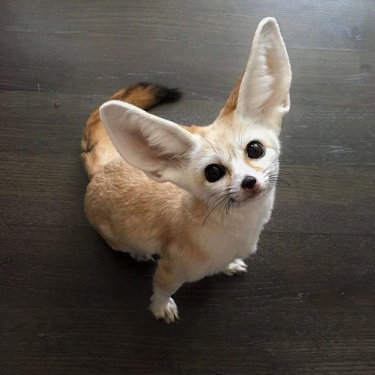 a fennec fox looking up at the camera with its large ears sticking up. the fox is a light brown color with white on its chest and face. the fox is sitting on a dark brown floor.