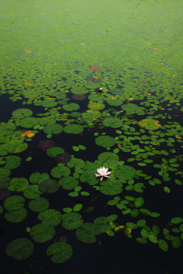 a topdown view of a pond covered in lily pads. the water is dark and still, with a single white water lily in bloom near the bottom of the frame. many lily pads of varying sizes are scattered across the water's surface.