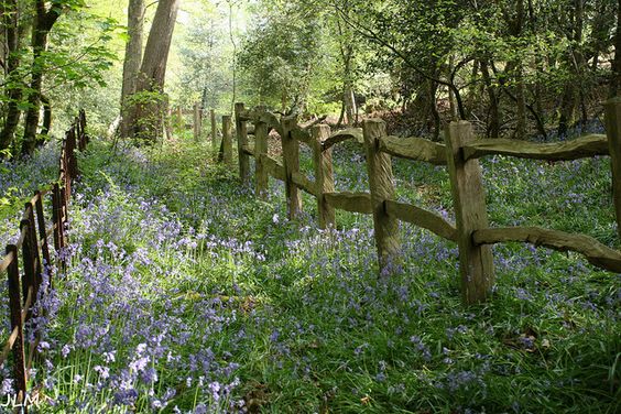 a wooden fence borders a path lined with bluebells in a woodland setting. the sunlight filters through the trees, illuminating the scene.