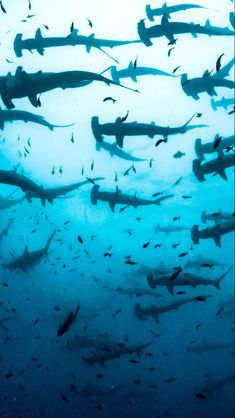 the image depicts a large school of hammerhead sharks swimming underwater in a vast blue ocean. the sharks vary in size and are positioned at different depths, creating a dynamic composition. the sunlight filtering through the water adds to the underwater atmosphere. the scene captures the beauty and power of marine life in their natural habitat.