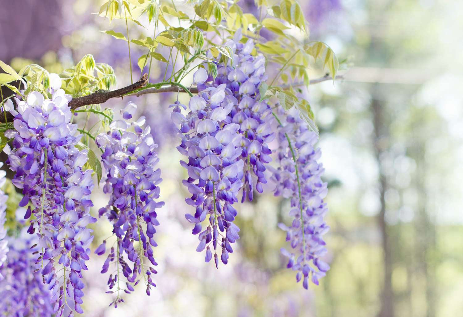 the image shows a closeup shot of purple wisteria flowers in bloom. the flowers hang down from the branches of the plant in clusters. the background is blurred and green. the lighting is bright and natural, giving the image a soft and dreamy feel.