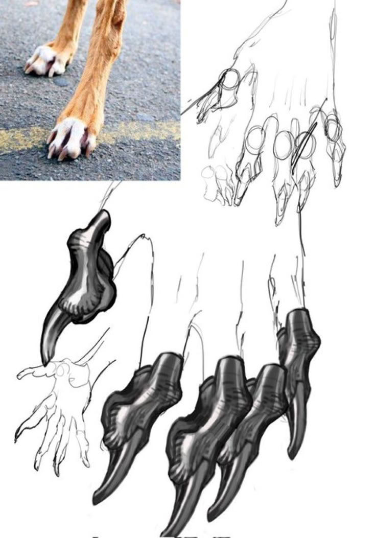 the image shows a sketch of a dog paw drawing, with an image of a real dog's paw in the upperleft corner for reference. the drawing features multiple iterations of the paw, progressing from a basic outline to a more detailed rendering with elongated claws. the final illustration focuses on the claws, giving them a menacing, stylized appearance.