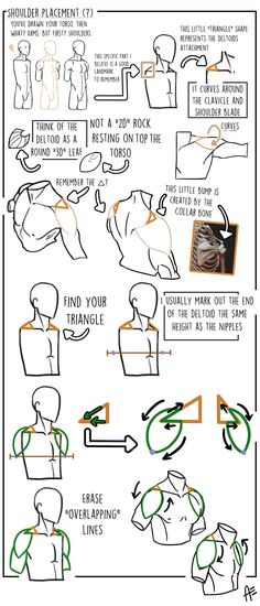 a tutorial on how to draw shoulders in terms of anatomy and placement. it features a series of sketches highlighting the shape of the deltoid muscle and how it attaches to the skeleton.