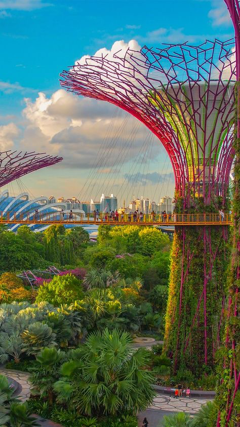 the image showcases the iconic supertree grove at gardens by the bay in singapore.  the vibrant, treelike structures, with their intricate network of branches and colorful accents, dominate the foreground.  an elevated walkway, the ocbc skyway, is visible, with people walking across it, offering a bird'seye view of the lush gardens below. the background features a panoramic view of the singapore skyline, with skyscrapers visible in the distance. the scene is bathed in the warm light of either sunset or sunrise, with soft clouds in the sky. the overall impression is one of vibrant, futuristic architecture seamlessly integrated with thriving tropical nature. the image's colors are vivid and saturated, highlighting the beauty and uniqueness of this singapore landmark.