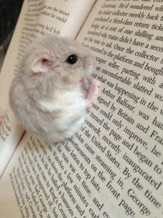 a cute, fluffy, grey and white hamster is sitting on an open book, with the pages spread out in front of it. the book has brown pages with white text, and the hamster's fur is soft and fluffy. the hamster is resting with its head on the book, possibly taking a nap.