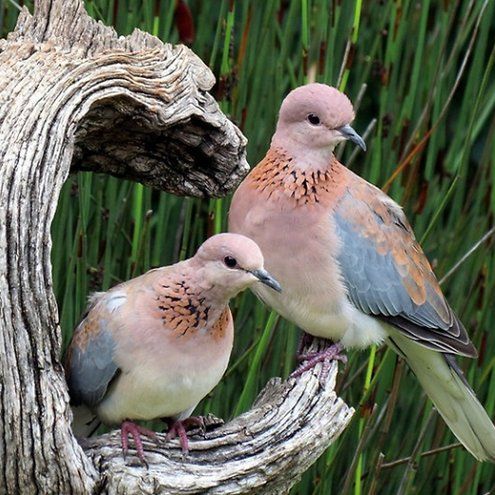 a photograph of a pair of laughing doves (streptopelia senegalensis) perched on a piece of driftwood or a branch. the doves have a pinkishbrown head and chest, a distinctive speckled pattern on their neck, greyblue wing patches, and a white belly. they are in a natural habitat with reeds or tall grass in the background.