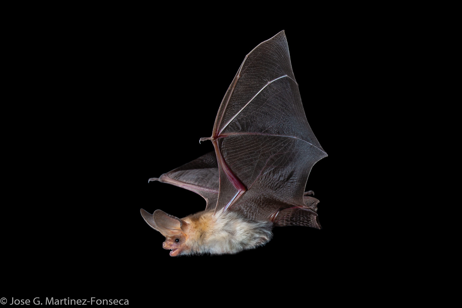 a closeup shot of a california bat (myotis californicus) in flight against a black background.  the bat's wings are fully extended, showcasing their intricate structure. the bat's fur appears pale, contrasting with the darker brown tones of its wings. the image is sharply focused, highlighting the details of the bat's body and wings. the photo appears to be a professional wildlife photograph, likely taken in a studio setting.