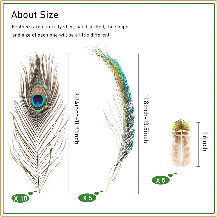 he image shows three types of peacock feathers with their sizes and quantities.  the largest feather is approximately 9.8411.81 inches long, and there are 10 of them.  a mediumsized feather, measuring 11.813.8 inches, comes in a quantity of 5. the smallest feather is about 1.6 inches long and also comes in a quantity of 5.  the text indicates that the feathers are naturally shed and handpicked, resulting in slight variations in shape and size.