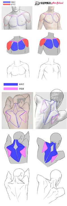 the image consists of a series of anatomical sketches demonstrating the muscular structure of the human chest, shoulders, and back. it appears to be an art tutorial or reference guide, breaking down the forms into simpler shapes for easier understanding. the drawings highlight different muscle groups in color, illustrating their placement and how they connect. there are both front and side views of the torso, as well as closeups on specific areas like the shoulder blades. the sketches range from detailed renderings of muscles to more simplified, geometric interpretations for visual learning.