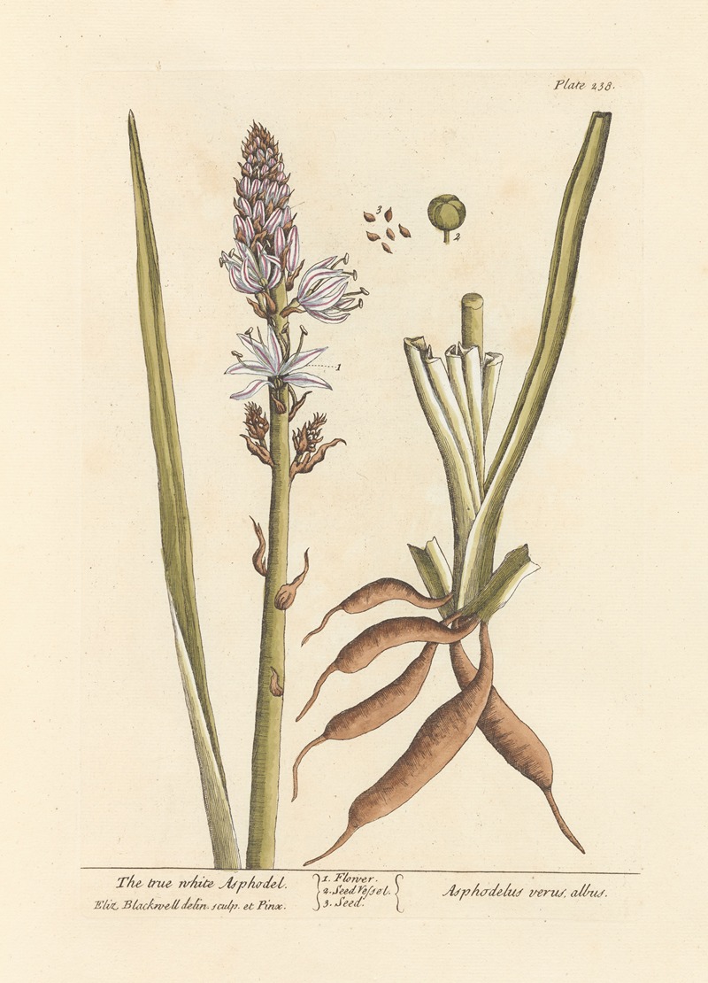 this is a botanical illustration of the white asphodel plant, scientifically known as asphodelus verus. it includes detailed depictions of the plant's flower, leaves, roots, seeds, and seed vessel. the illustration is labeled as "plate 138" and attributes the drawing and engraving to eliza blackwell. the text labels the different parts of the plant and provides its common and scientific names.