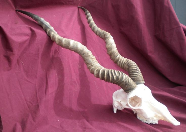 a white skull with long, spiral horns against a red background. the skull is likely from an antelope.