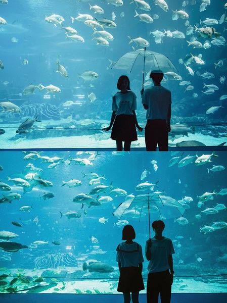 the image is a diptych showing a couple silhouetted against a large aquarium filled with numerous fish.  the upper and lower halves of the image are nearly identical, showing the same couple under a clear umbrella viewing the fish. they are positioned similarly in both images, and appear to be young adults possibly in school uniforms. the overall mood is serene and romantic. the blue tones of the aquarium water and the fish create a calming atmosphere.